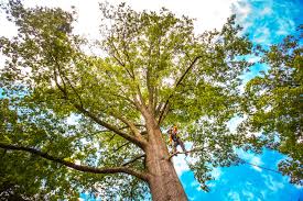 Best Hazardous Tree Removal  in Walker Mill, MD