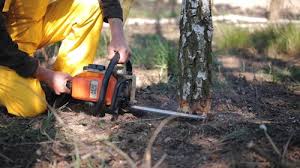 Best Tree Trimming and Pruning  in Walker Mill, MD