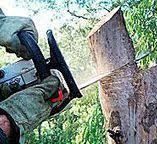 Best Tree Trimming and Pruning  in Walker Mill, MD