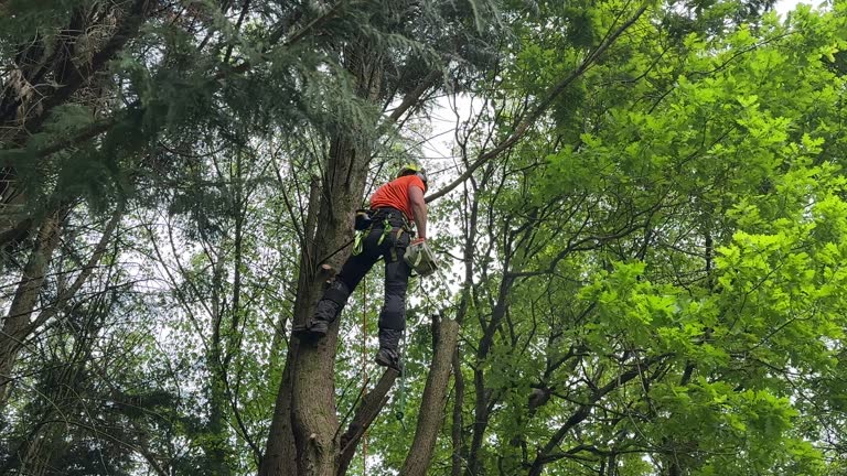 Best Tree Maintenance Programs  in Walker Mill, MD