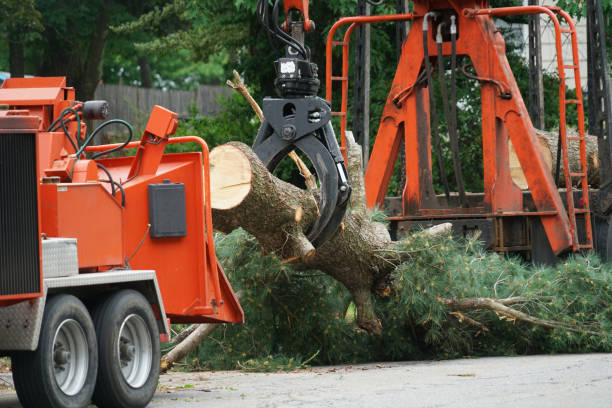 Best Tree Preservation Services  in Walker Mill, MD