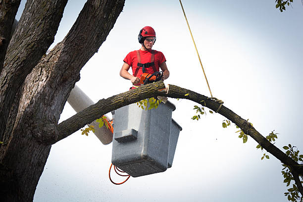Best Tree Mulching  in Walker Mill, MD